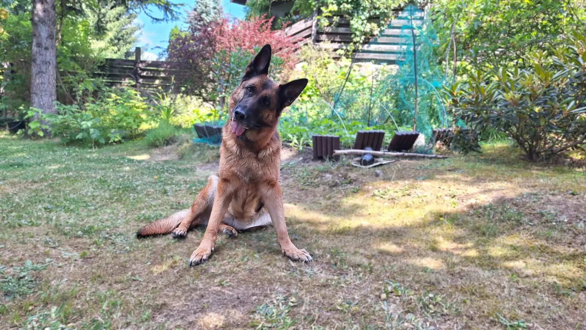 Dessa owczarek niemiecki krótkowłosy zdjęcie w ogrodzie