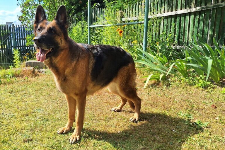 Dessa - owczarek niemiecki z hodowli Cieplicka Wataha