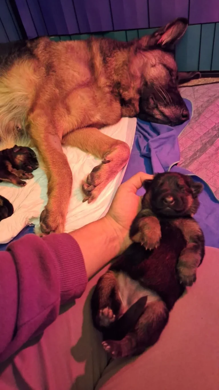 Pieski - pierwszy tydzień - miot "A" - Cieplicka Wataha FCI - owczarki niemieckie krótkowłose