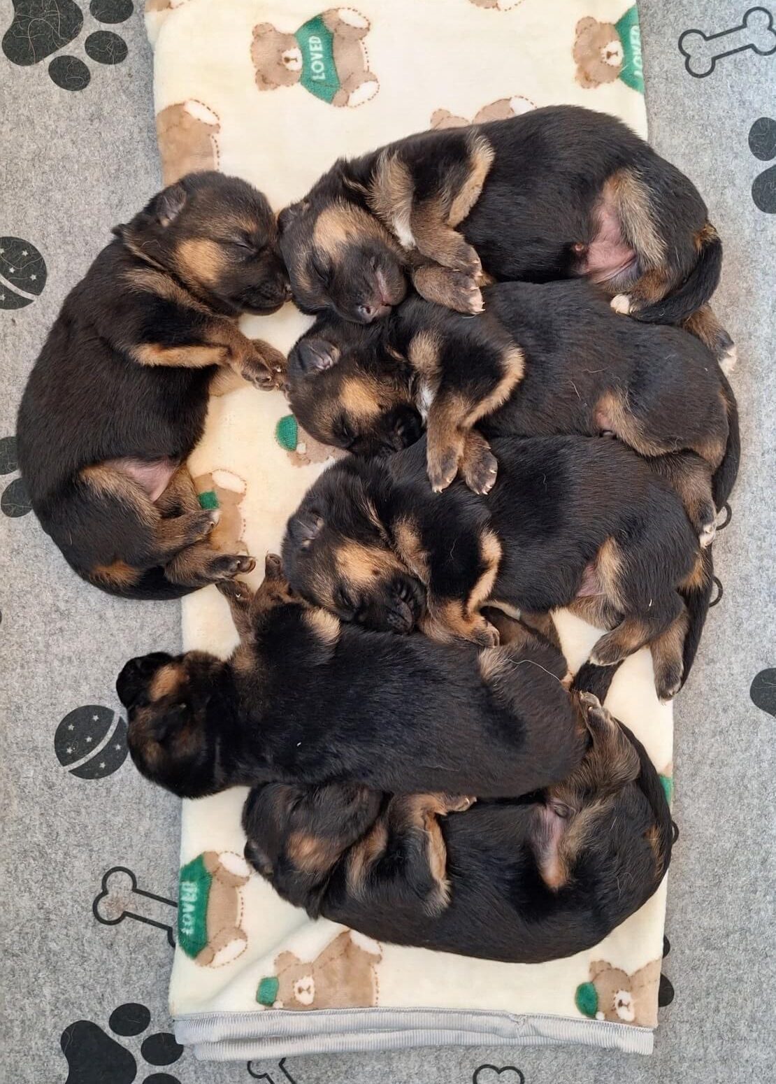 Owczarki niemieckie krótkowłose -miot A