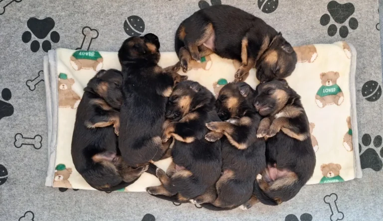 Miot A - owczarki niemieckie leżące na kocyku - drugi tydzień - Cieplicka Wataha FCI - owczarki niemieckie krótkowłose