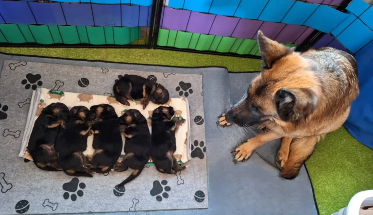 Małe pieski i ich mama w kojcu - miot "A" - Cieplicka Wataha FCI - owczarki niemieckie krótkowłose