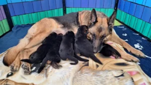 Mama ze szczeniętami -Cieplicka Wataha - owczarki niemieckie krótkowłose