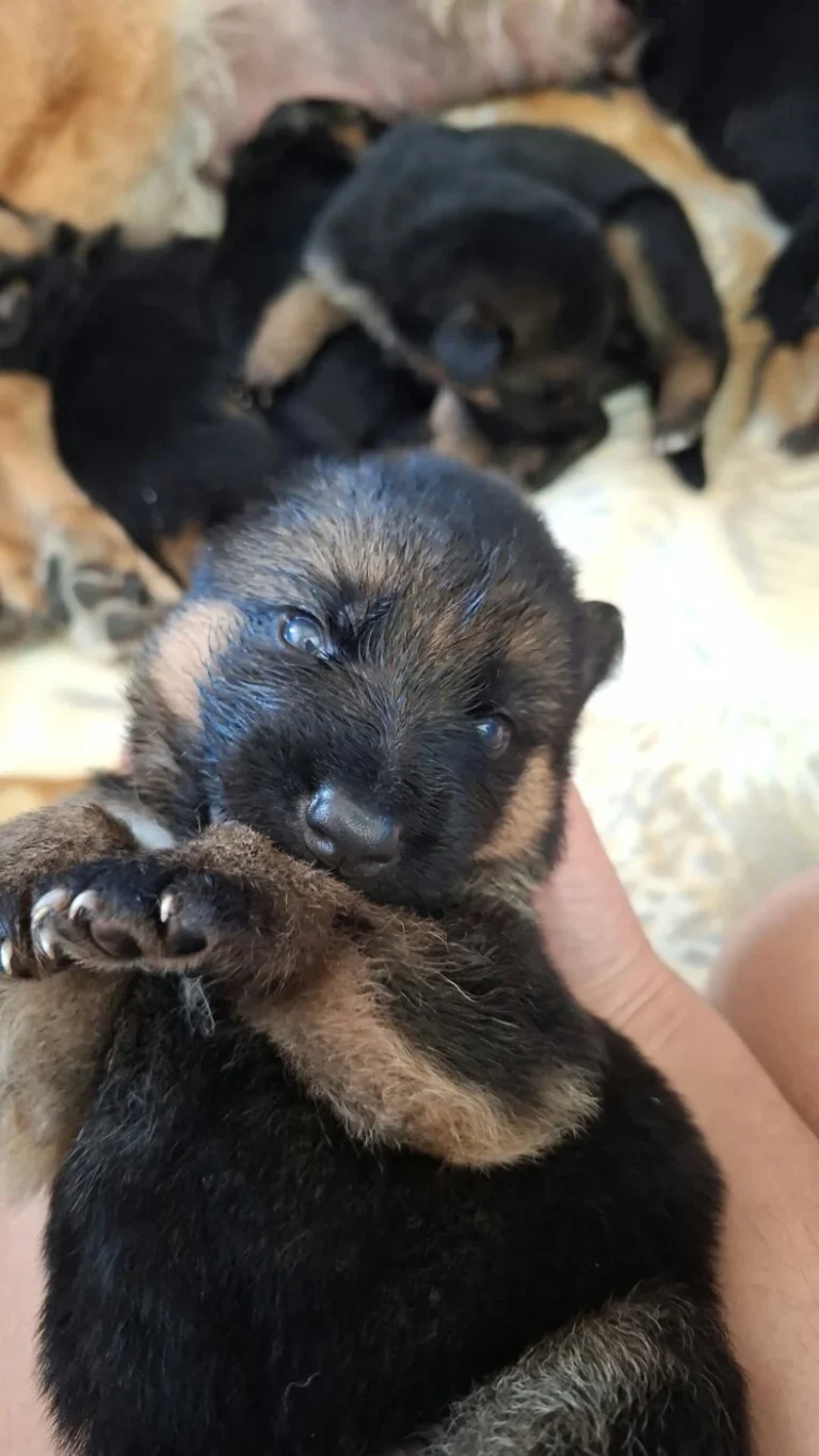 Piesek na rękach - miot "A" Cieplicka Wataha - owczarki niemieckie krótkowłose