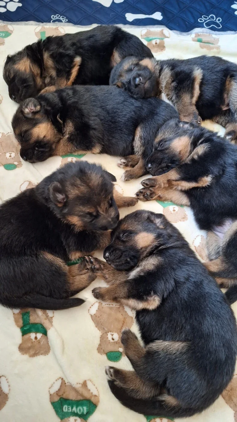 Pieski na kocyku - miot "A" Cieplicka Wataha - owczarki niemieckie krótkowłose