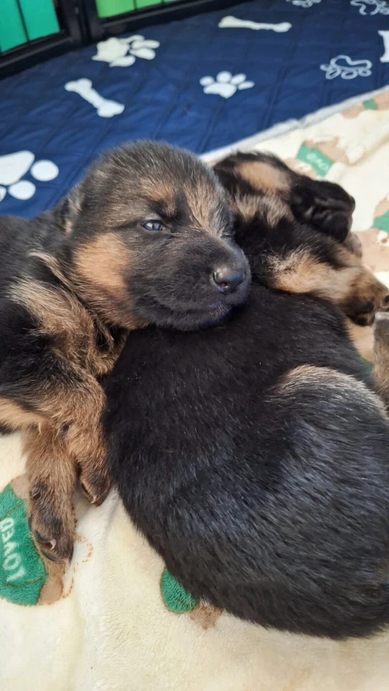 Pieski na kocyku - miot "A" Cieplicka Wataha - owczarki niemieckie krótkowłose