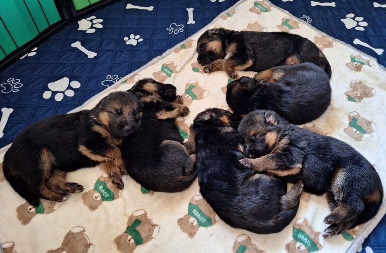 Pieski miot "A" Cieplicka Wataha FCI