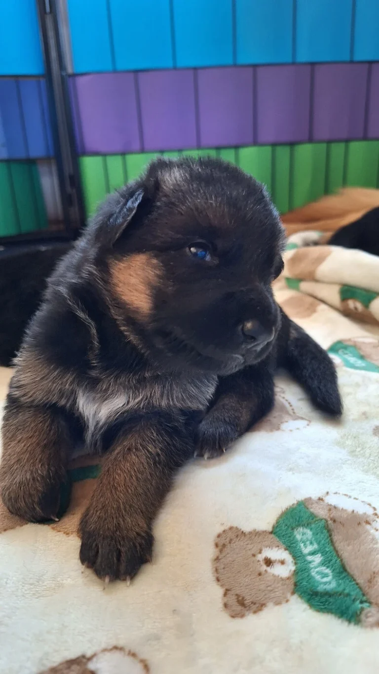 Suczka patrząca w obiektyw w kojcu - miot "A" Cieplicka Wataha - owczarki niemieckie krótkowłose