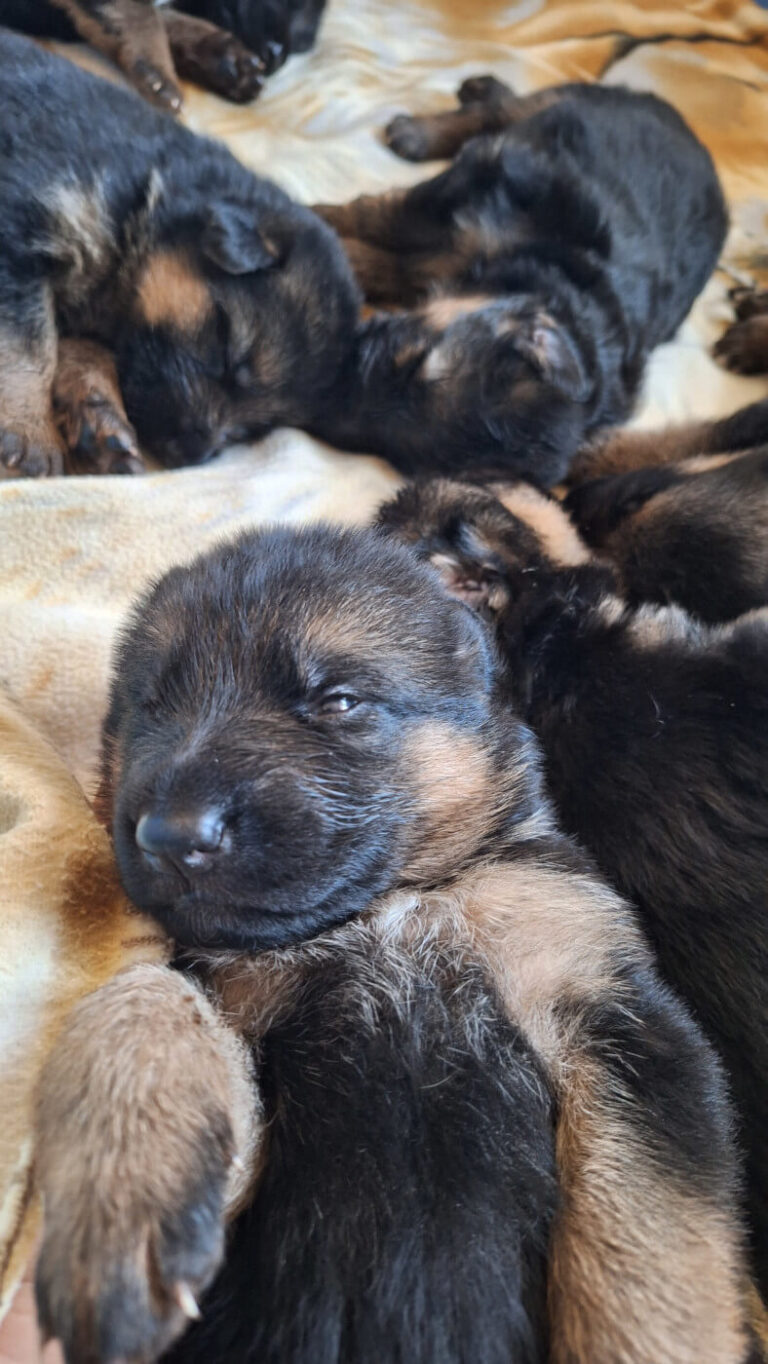 Śpiąca suczka na rękach - miot "A" Cieplicka Wataha - owczarki niemieckie krótkowłose