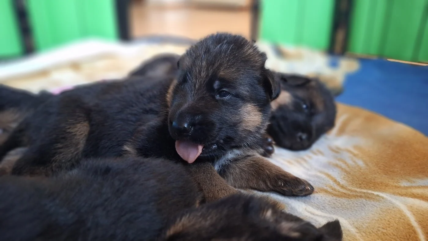 Suczka - miot "A" Cieplicka Wataha - owczarki niemieckie