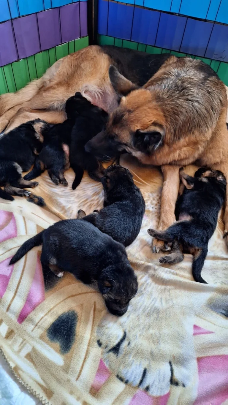 Mama z pieskami w kojcu - Cieplicka Wataha FCI - owczarki niemieckie krótkowłose