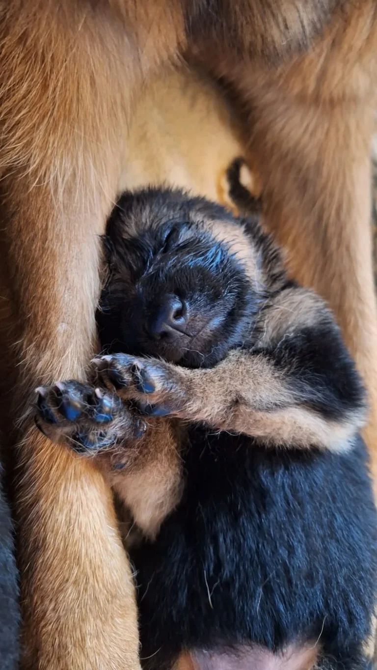 Piesek śpiący przy mamie - miot "A" Cieplicka Wataha