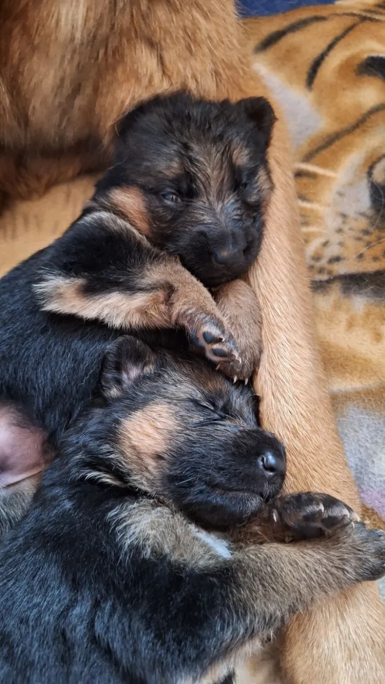 Pieski śpiące na łapce mamy - miot "A" Cieplicka Wataha
