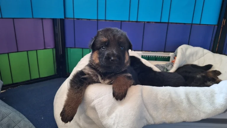 Suczka wyglądająca z koszyka - miot "A" Cieplicka Wataha FCI - owczarki niemieckie krótkowłose