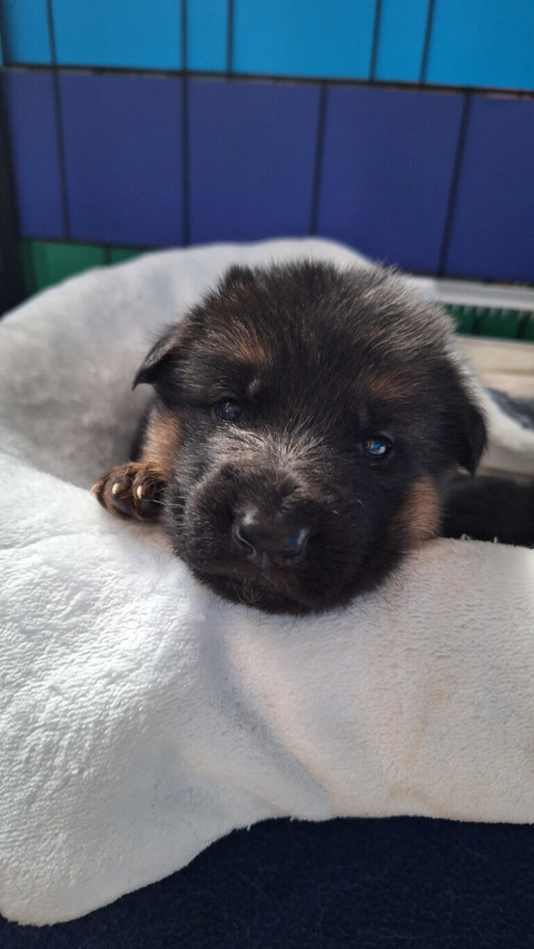 Piesek w koszyku patrzy w obiektyw - miot "A" Cieplicka Wataha FCI - owczarki niemieckie krótkowłose