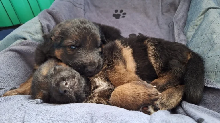 Piesek i suczka w koszyczku - miot "A" Cieplicka Wataha FCI - owczarki niemieckie krótkowłose