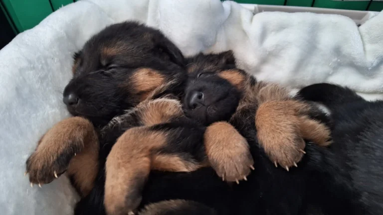 Pieski śpią na grzbiecie - miot "A" Cieplicka Wataha - owczarki niemieckie krótkowłose