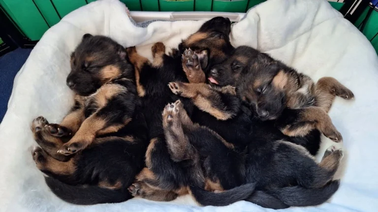 Pieski śpiące w koszyku - miot "A" - Cieplicka Wataha