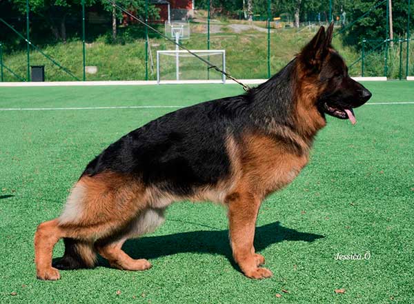 Blak - owczarek niemiecki profil