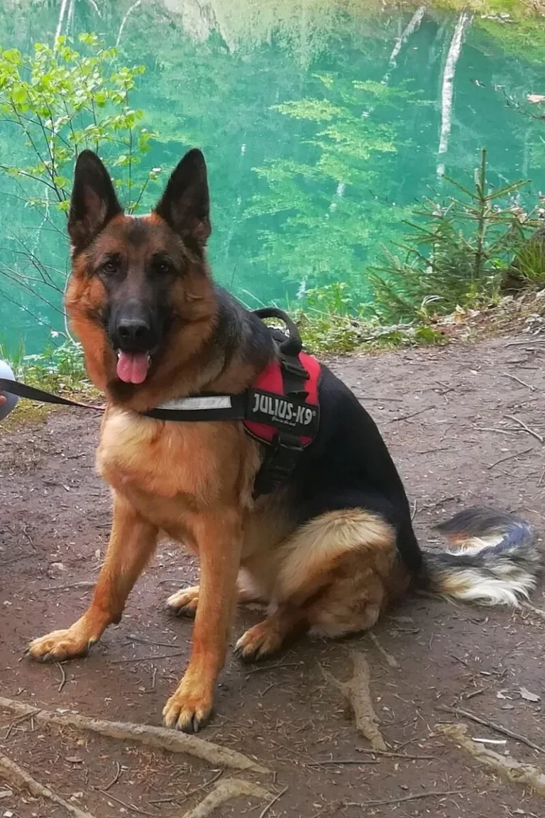 dessa owczarek niemiecki - nad jeziorem