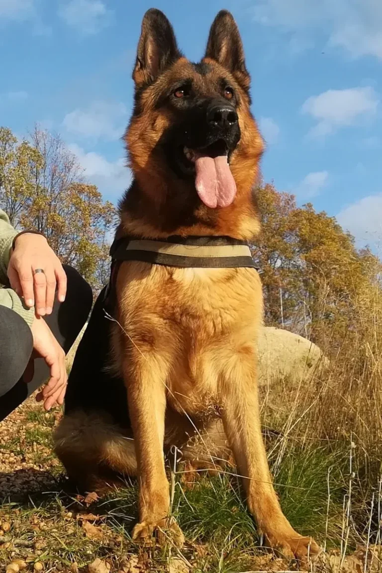 dessa owczarek niemiecki krótkowłosy - sylwetka przodem w lesie