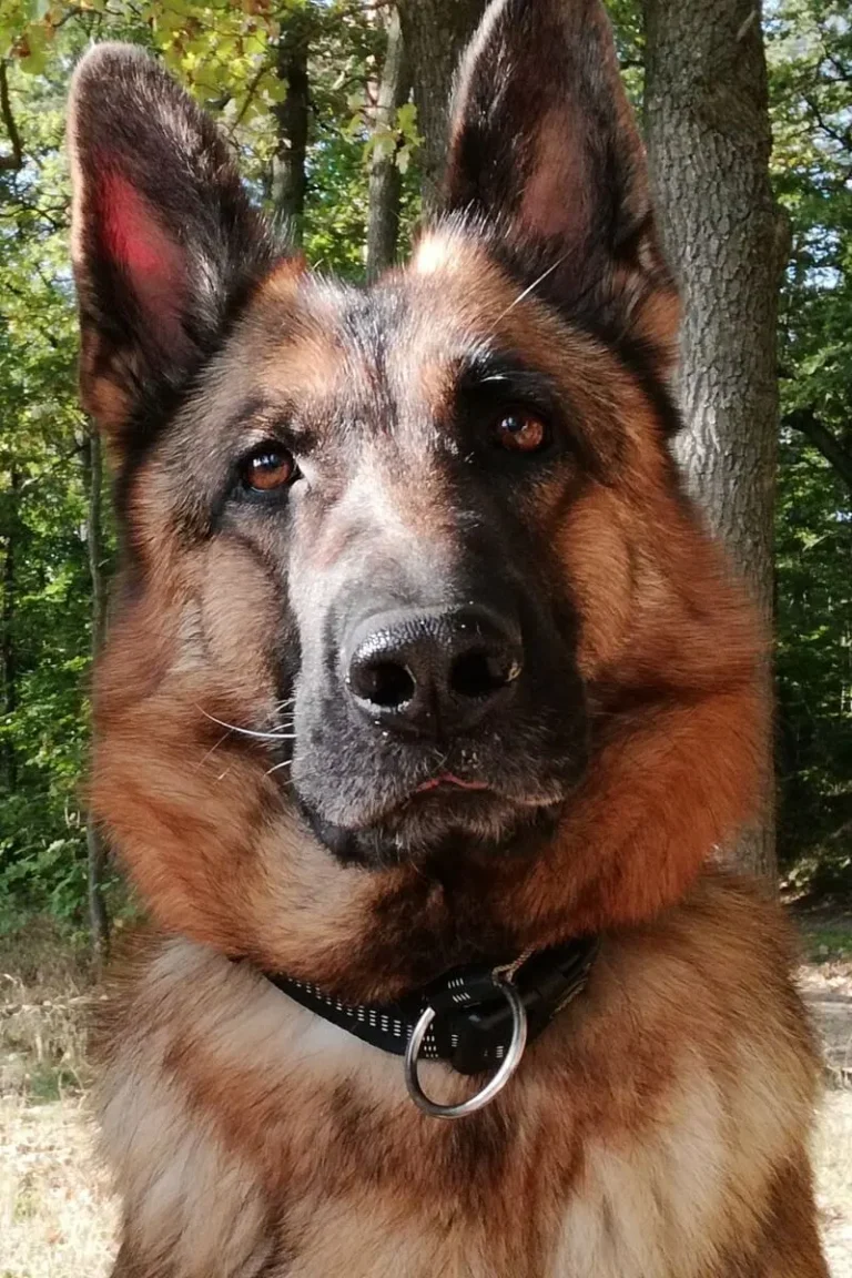 dessa cieplicka wataha - profil