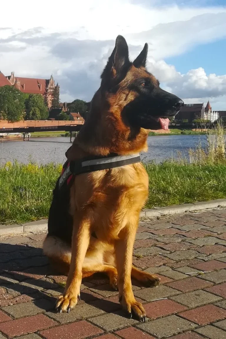 dessa owczarek niemiecki krótkowłosy - cieplicka wataha - deptak