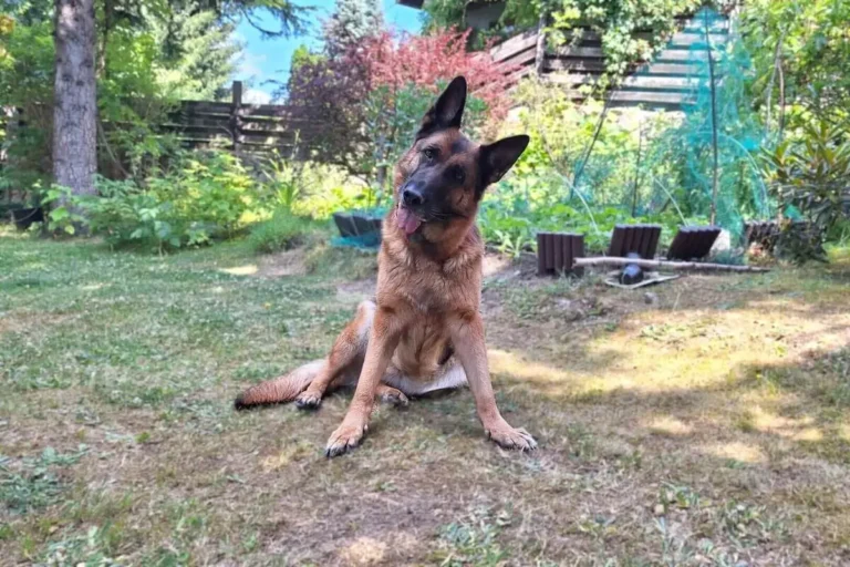 dessa owczarek niemiecki krótkowłosy - ogród