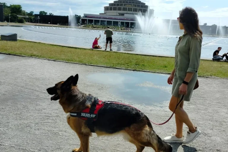 dessa owczarek niemiecki na smyczy we wrocławiu