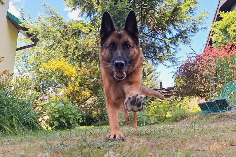 dessa owczarek niemiecki krótkowłosy - w biegu