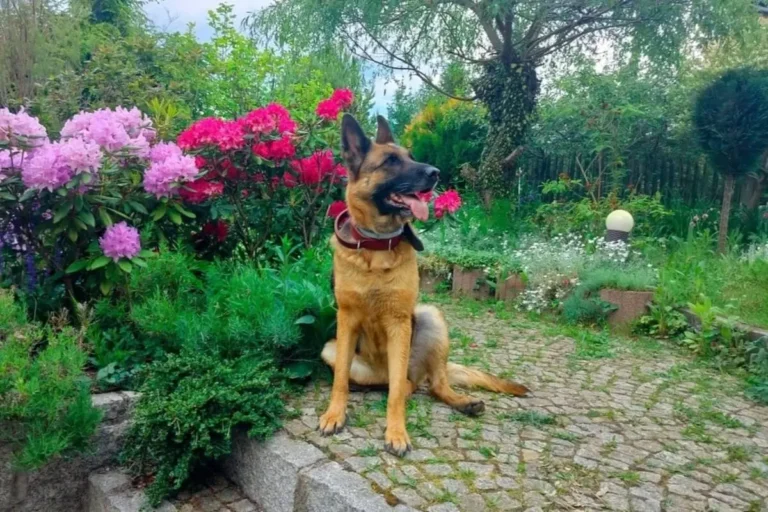 dessa owczarek niemiecki w ogrodzie