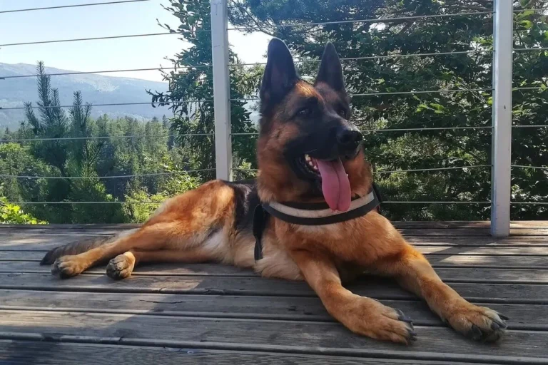 dessa owczarek niemiecki - na tarasie w górach