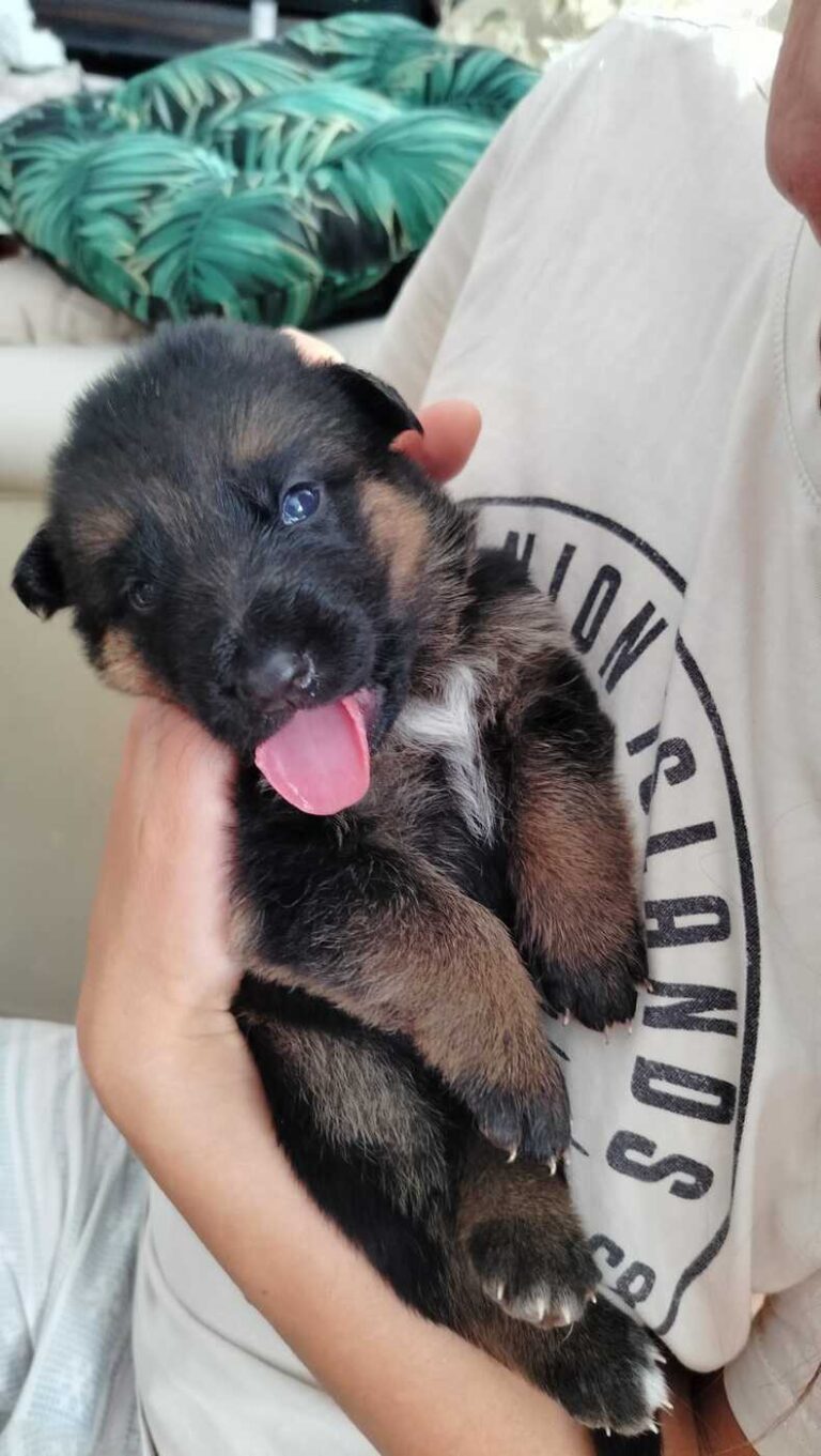 Piesek, miot "A", Cieplicka Wataha FCI