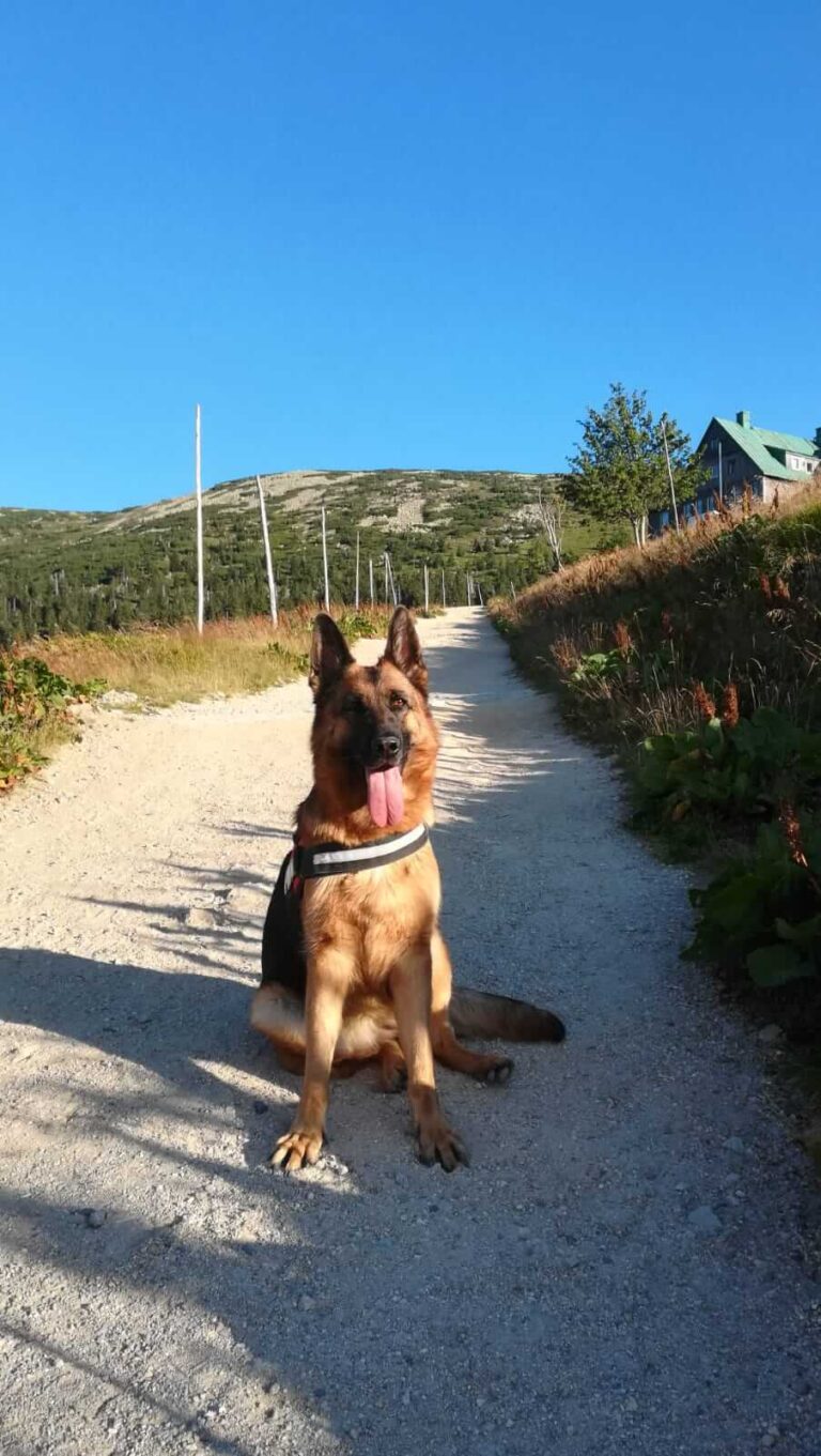 Dessa - uczka owczarka niemieckiego w górach - Cieplicka Wataha