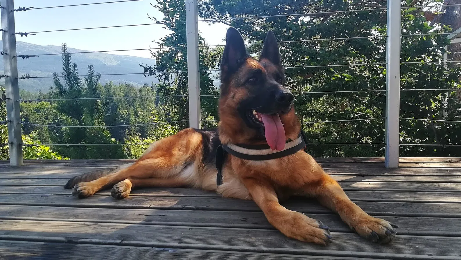 dessa owczarek niemiecki - na tarasie w górach