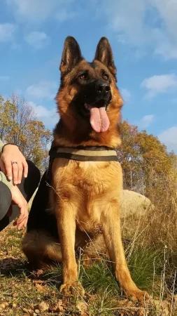 Dessa cieplicka wataha - zdjęcie w lesie