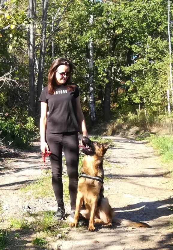 hodowla psów rasy owczarek niemiecki krótkowłosy - dessa na spacerze