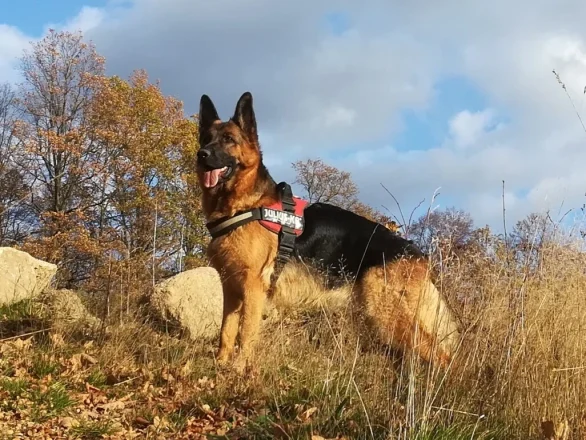 dessa- cieplicka wataha sylwetka